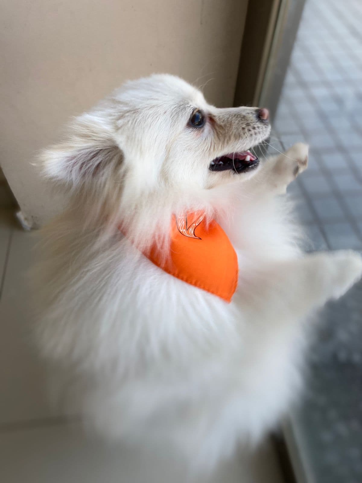 Perrito con pañoleta naranja