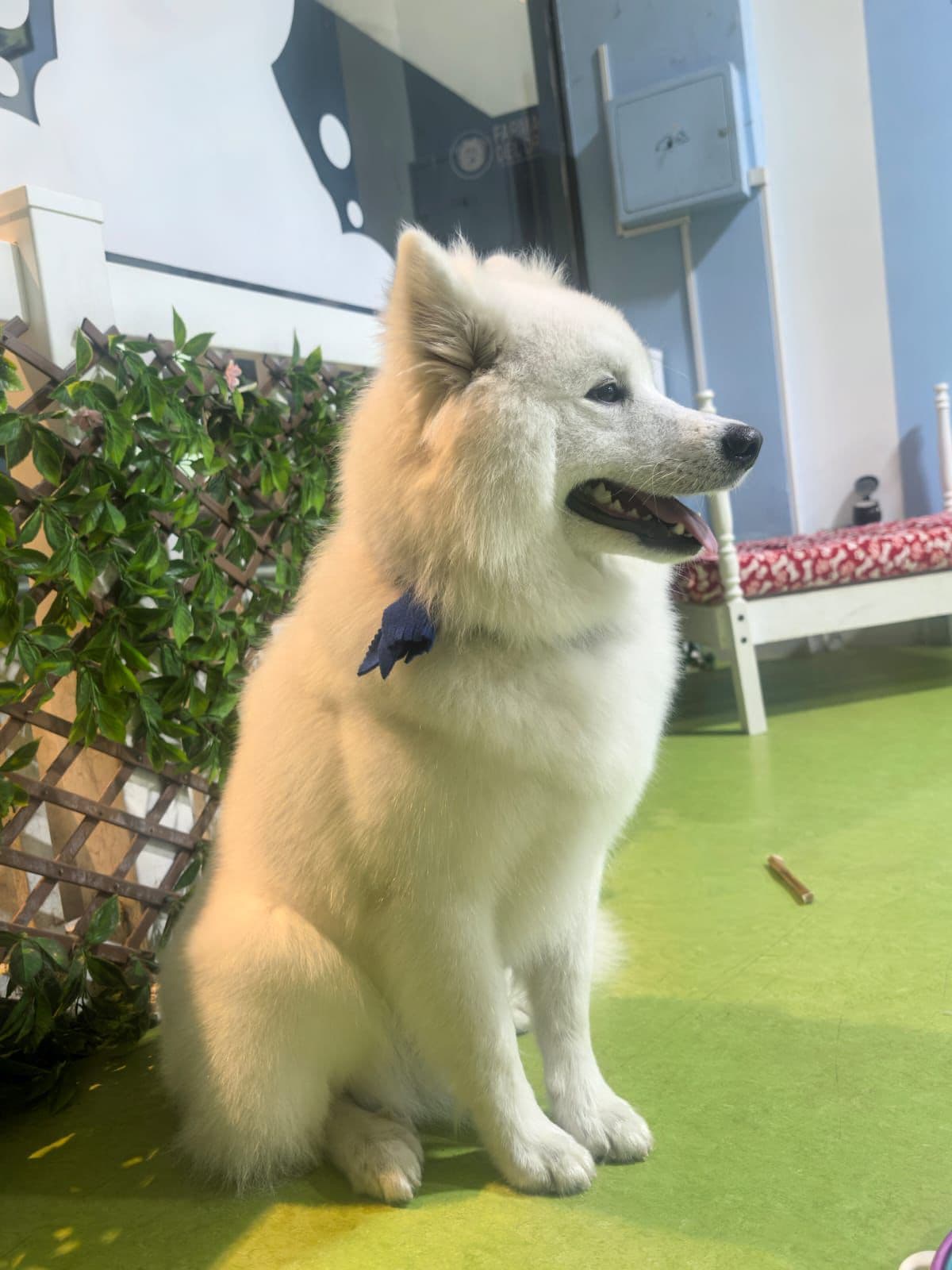 Samoyedo en el salón