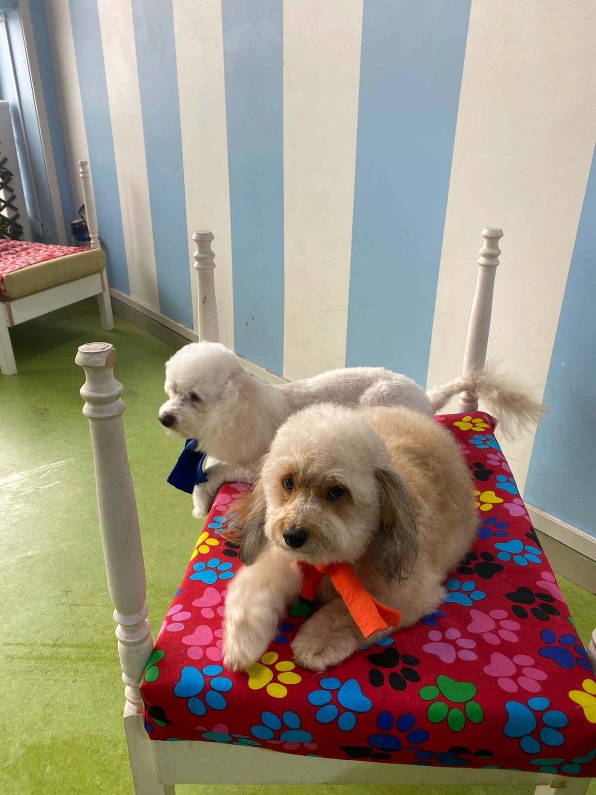 Perritos pequeños en cama