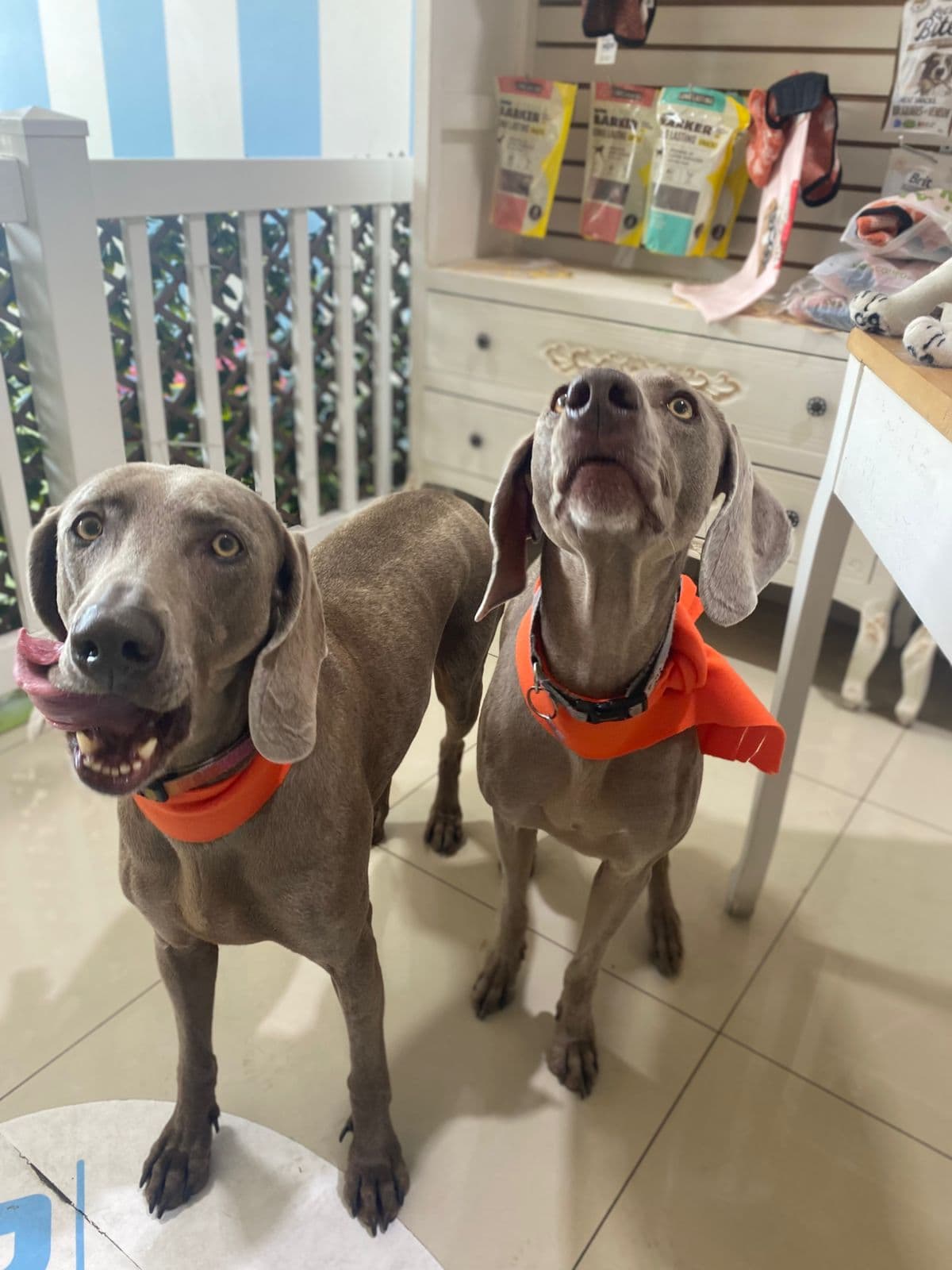 Weimaraners en Barklean