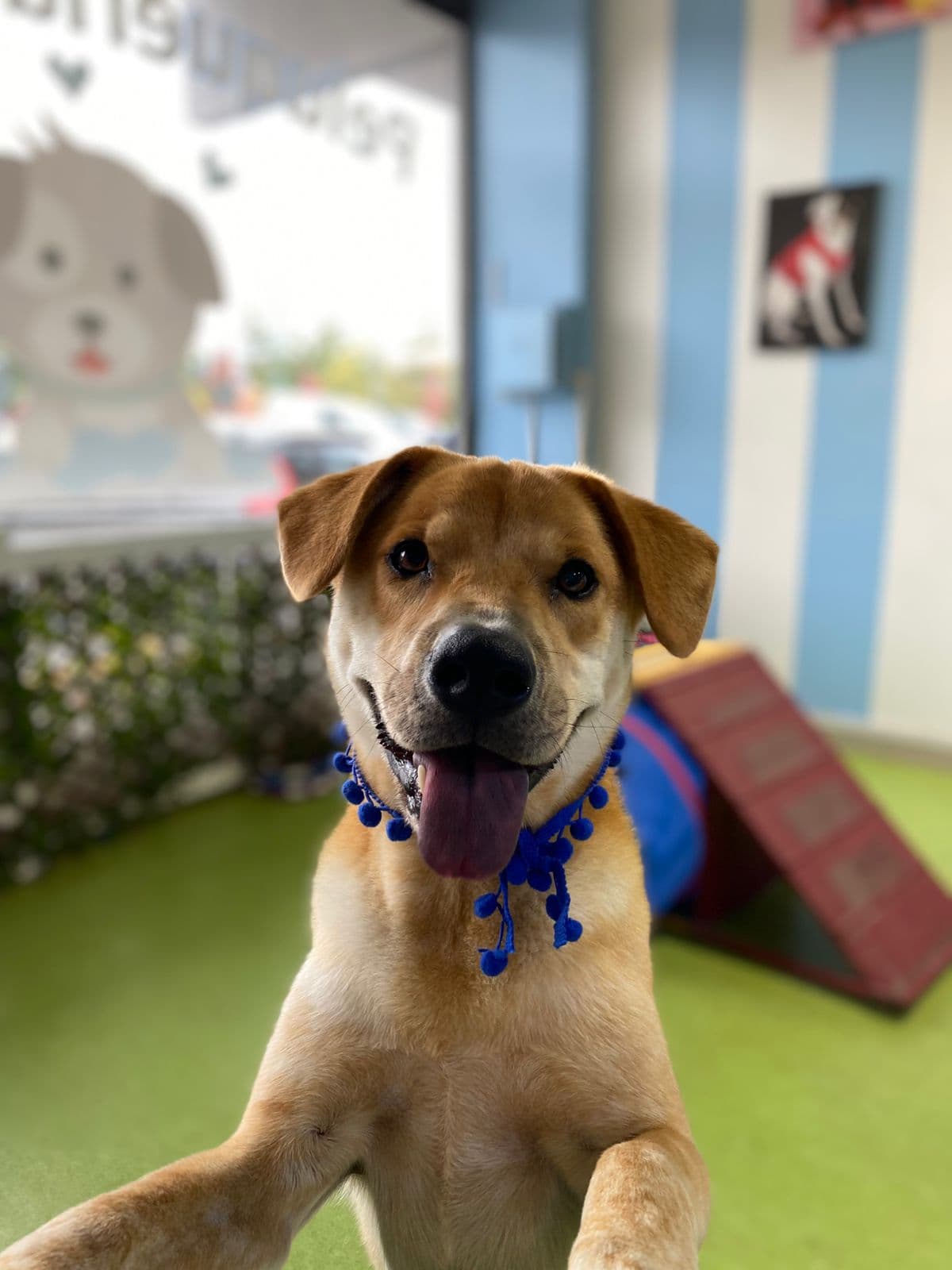Perrito feliz en Barklean
