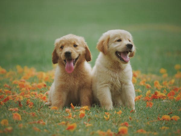 Juguetes